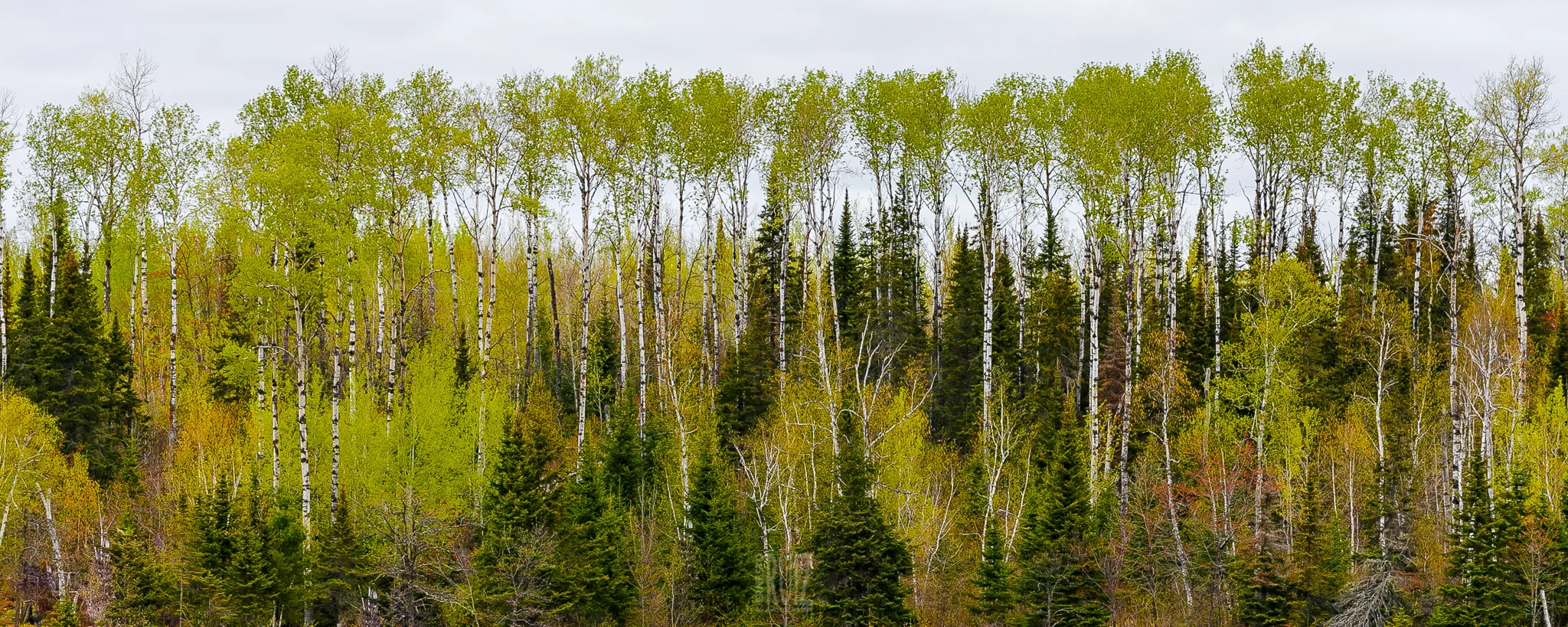 BWCAW Spring Foliage / Ernesto Ruiz