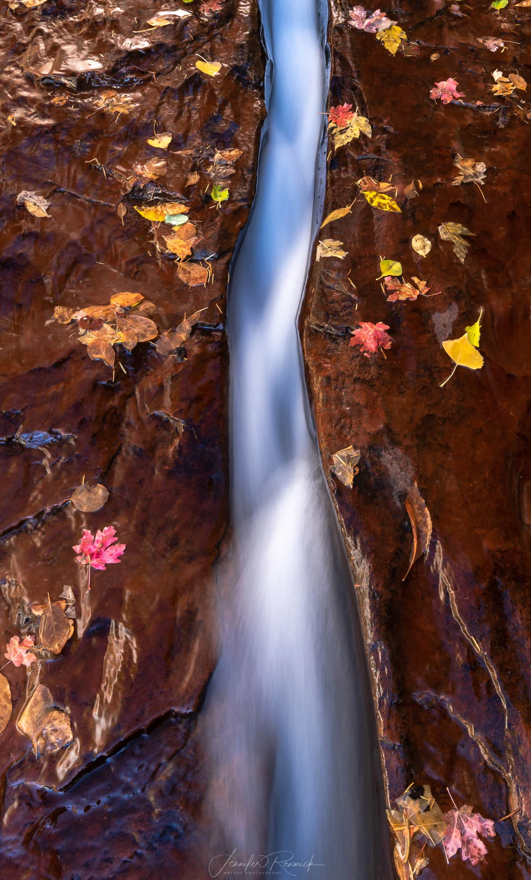 Autumn Fissure / Jennifer Renwick / Autumn leaves border a crack with rushing water