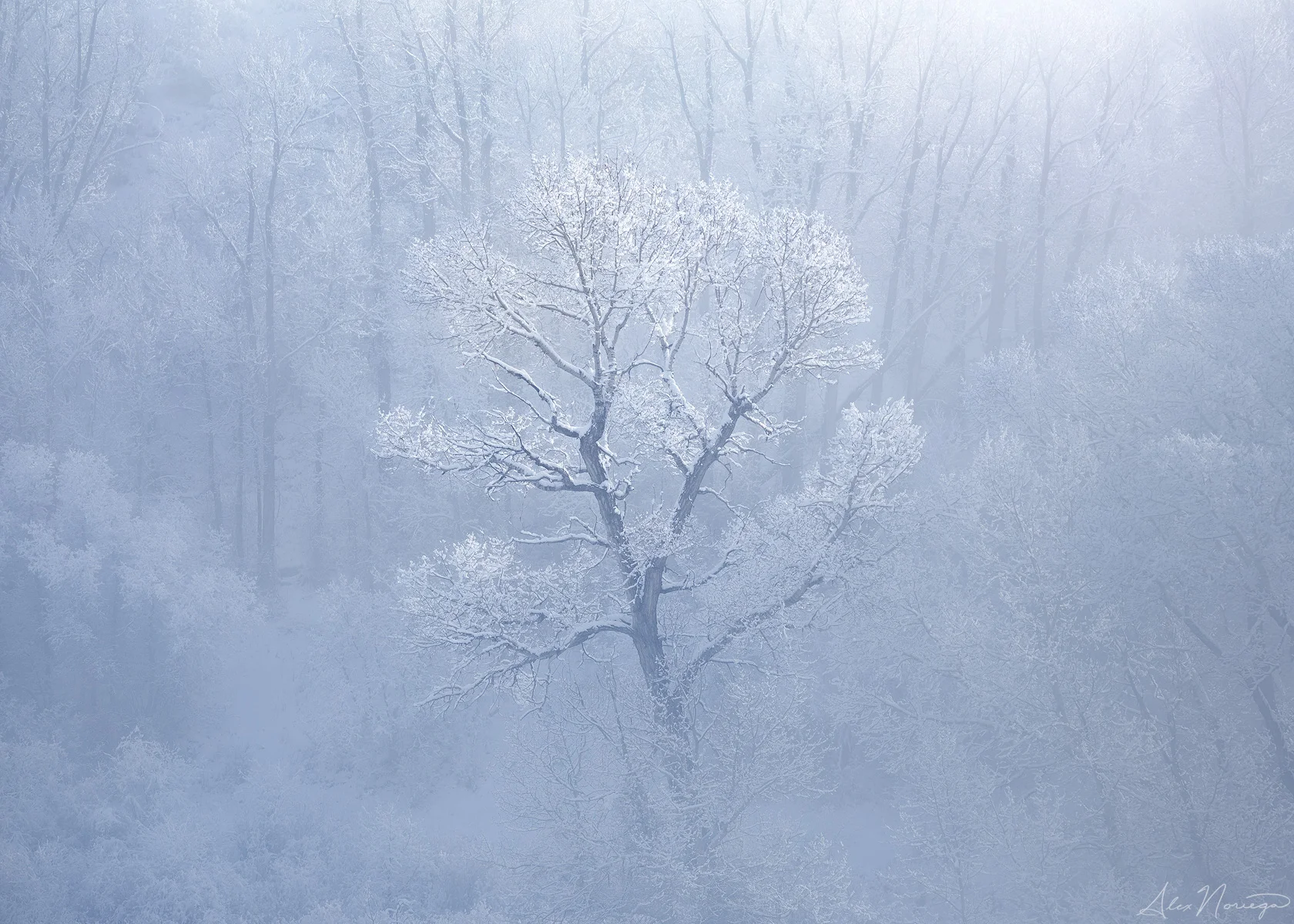 Ariandel / Alex Noriega