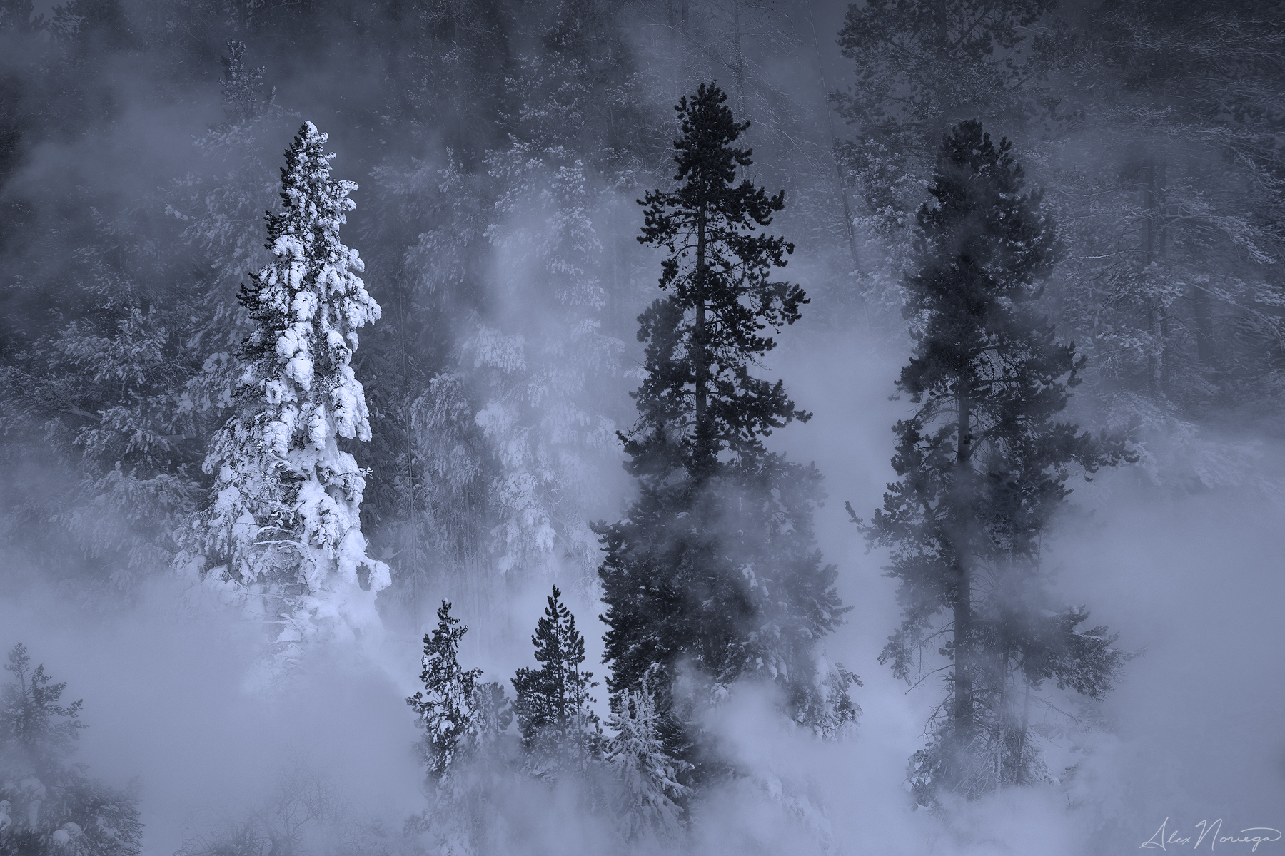 Apparition / Alex Noriega