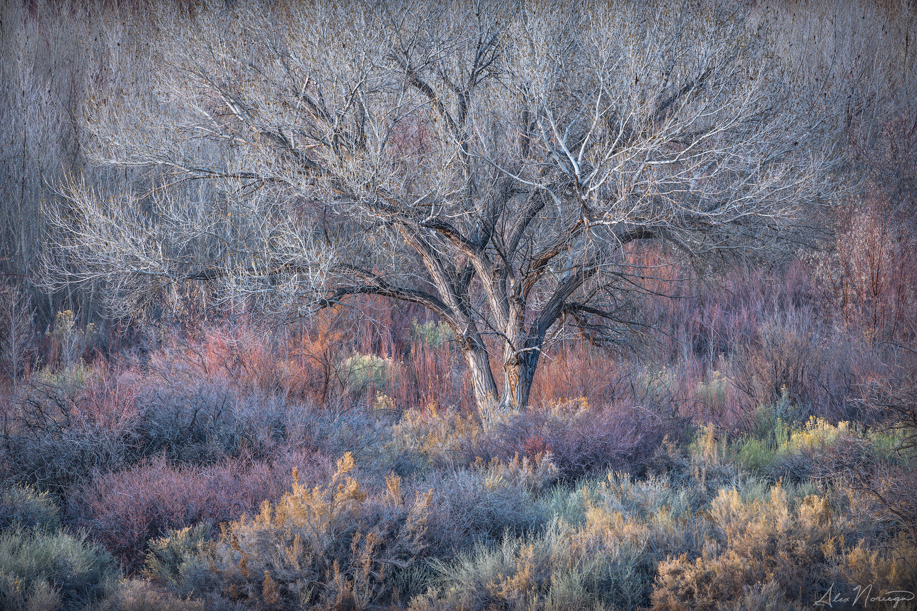 Rainbow Rider / Alex Noriega