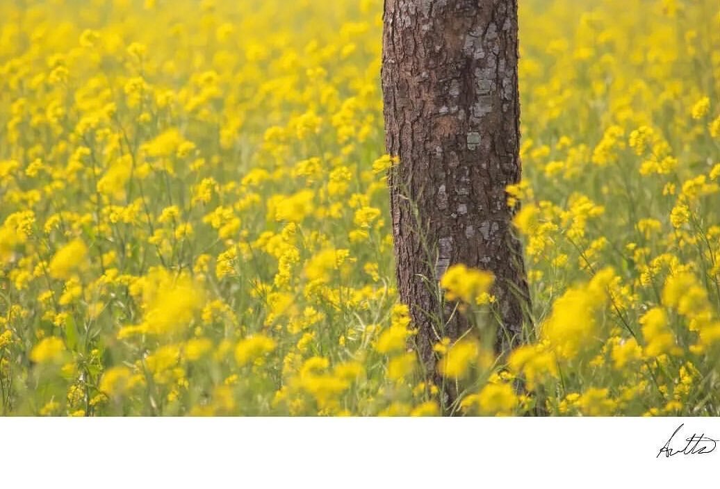 &ldquo;Yellow is such a happy colour. It signifies the feeling of warmth, as the warmer days are slowly coming back. It also stands for  friendship, no wonder Hufflepuff used it as their house colours. And most of all it stands for optimism, in these