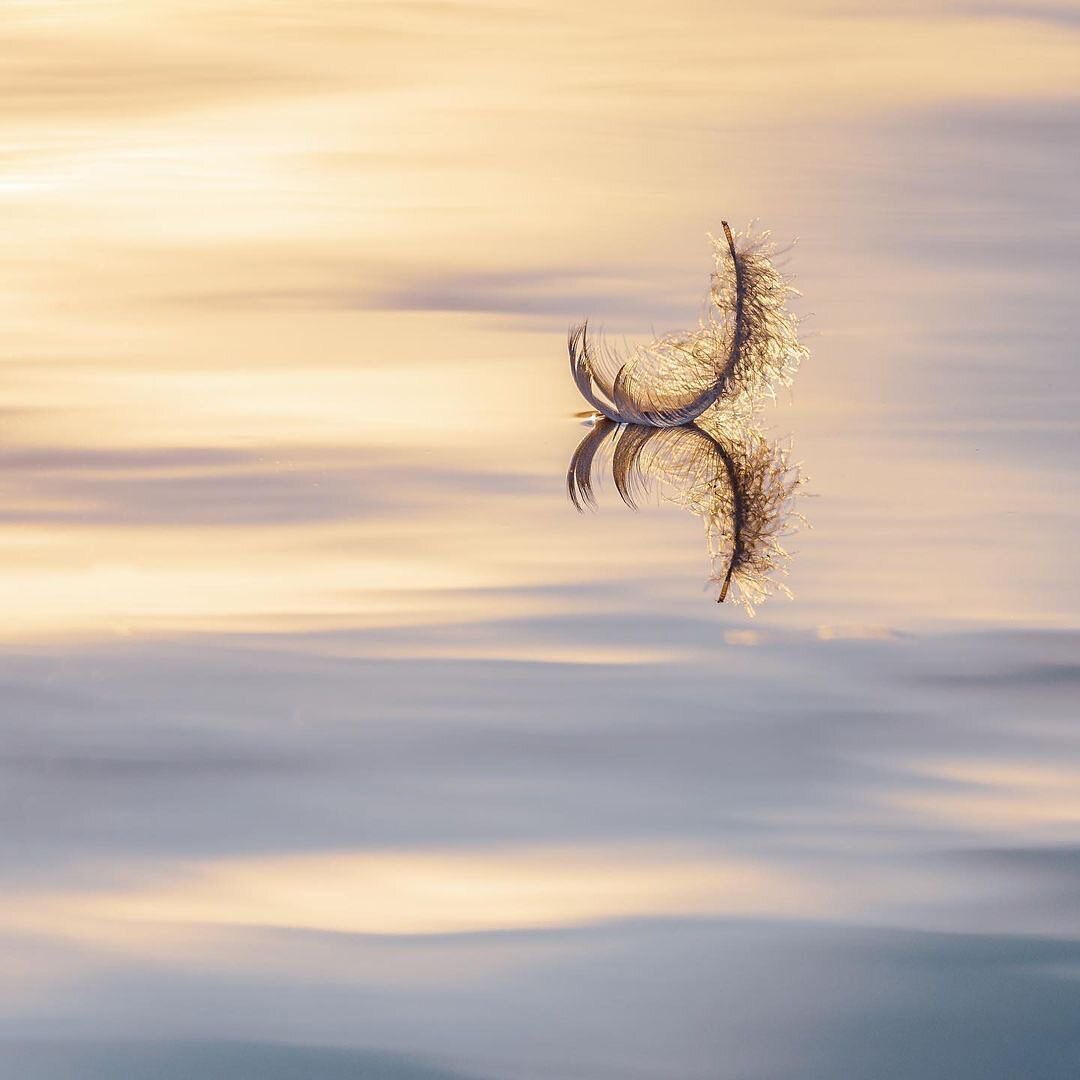 &ldquo;When I am out for a walk, I make a conscious effort to notice and appreciate the small details in nature. While strolling around Sumter&rsquo;s Swan Lake, I found this tiny feather, backlit by the golden rays of the sun, floating on the surfac