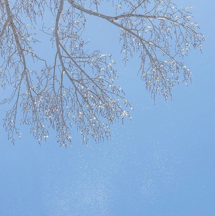 &ldquo;This was a fun image to photograph in the field. The cold air surrendered to the sun and the warmth began the melting. I observed how the snow was released from the tree branches. It was as if someone was shaking the branches and the snow floa