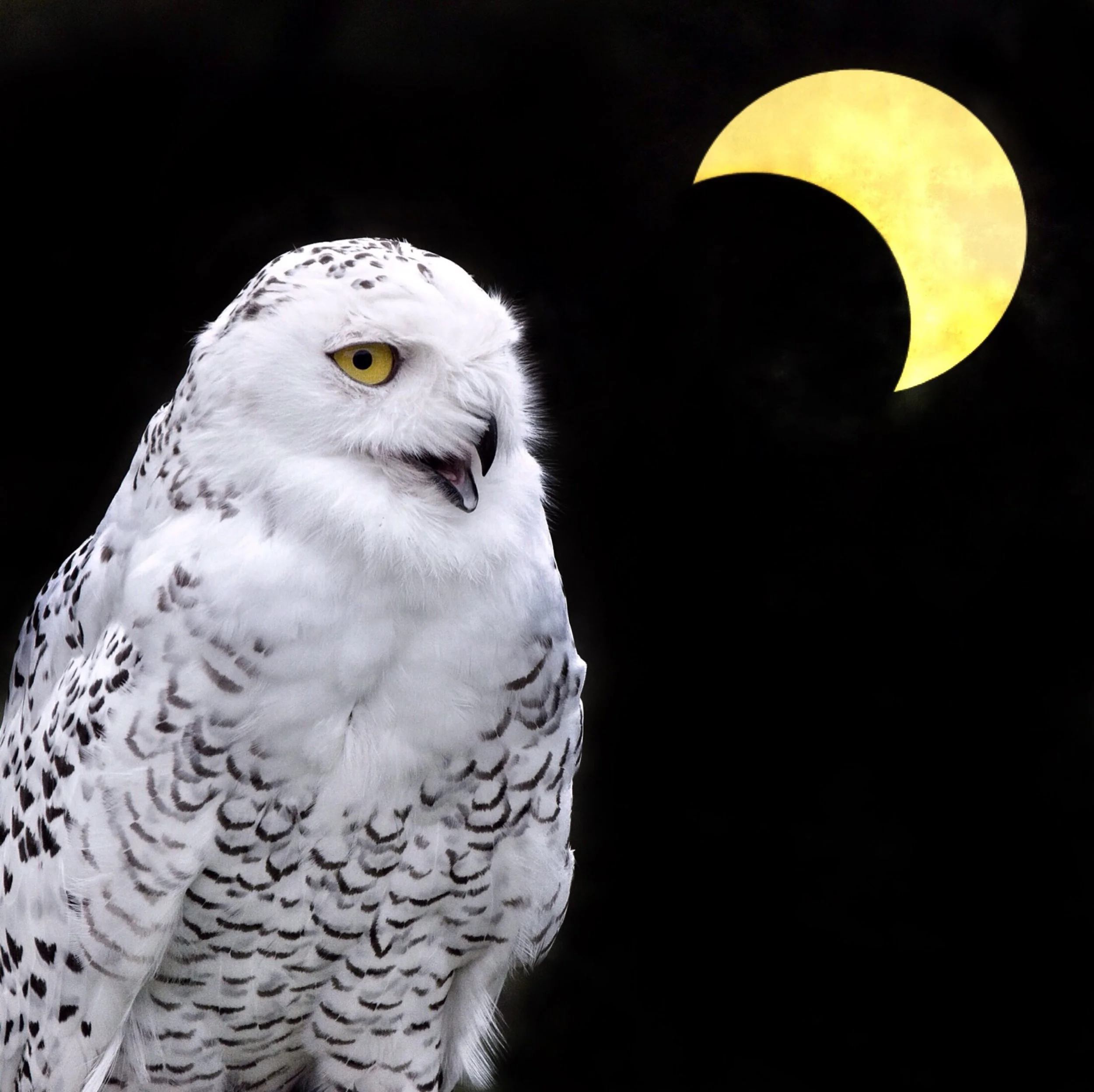 Clarity in the Darkness.JPG