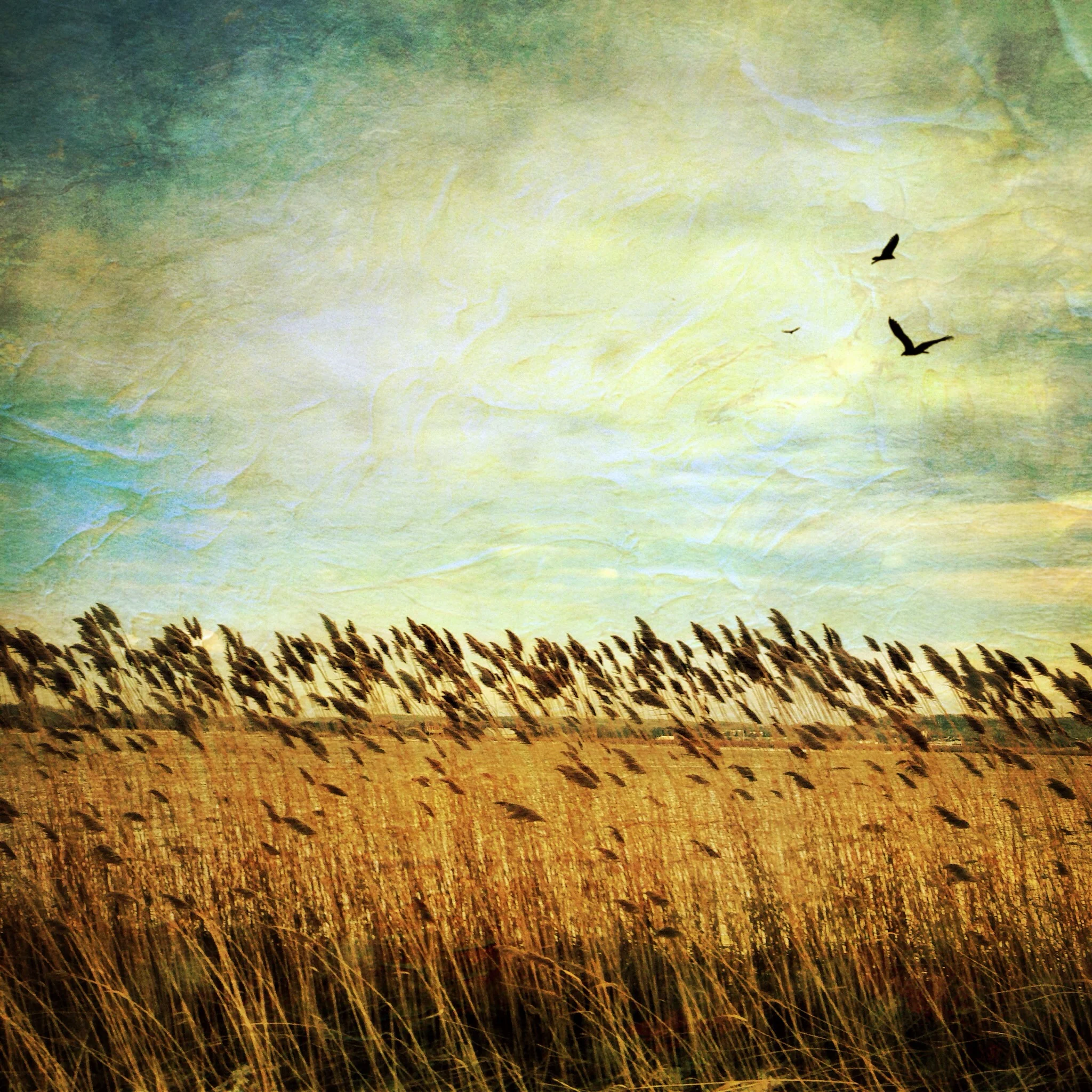 Fields of Inspiration.JPG