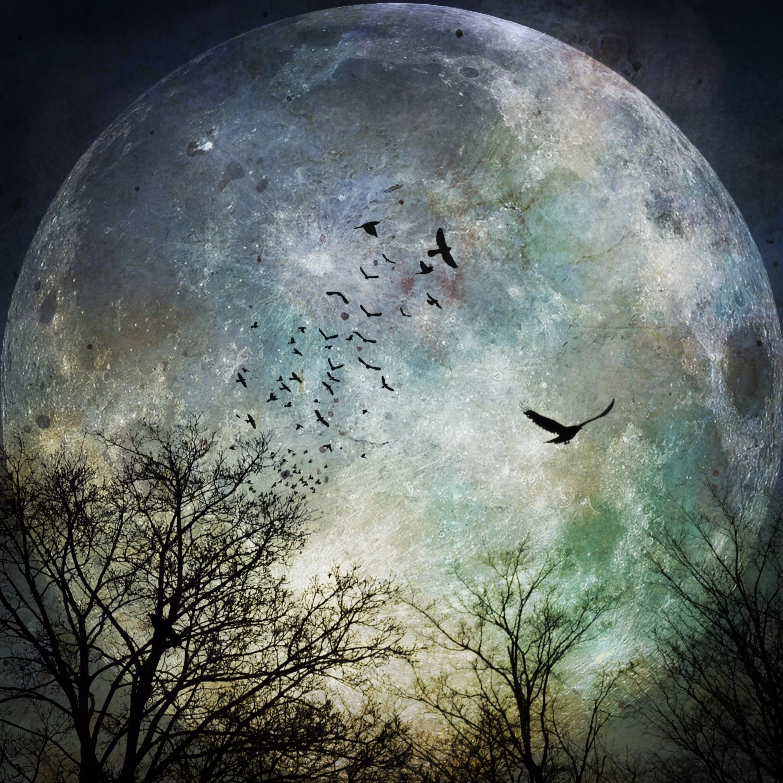 Moon Birds.JPG
