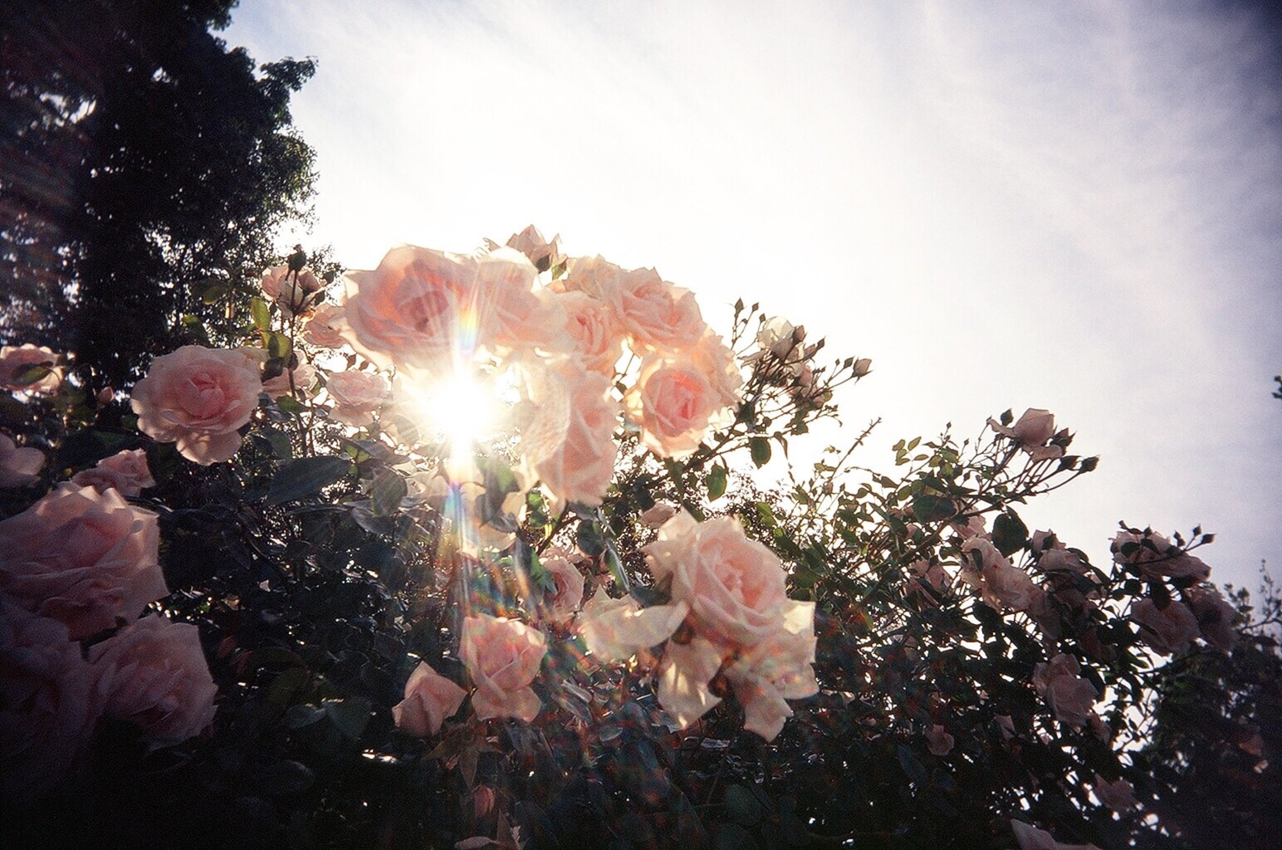 Эстетичные картинки. Роза в лучах солнца. Розы Эстетика. Атмосферные цветы. Цветочный сад Эстетика.
