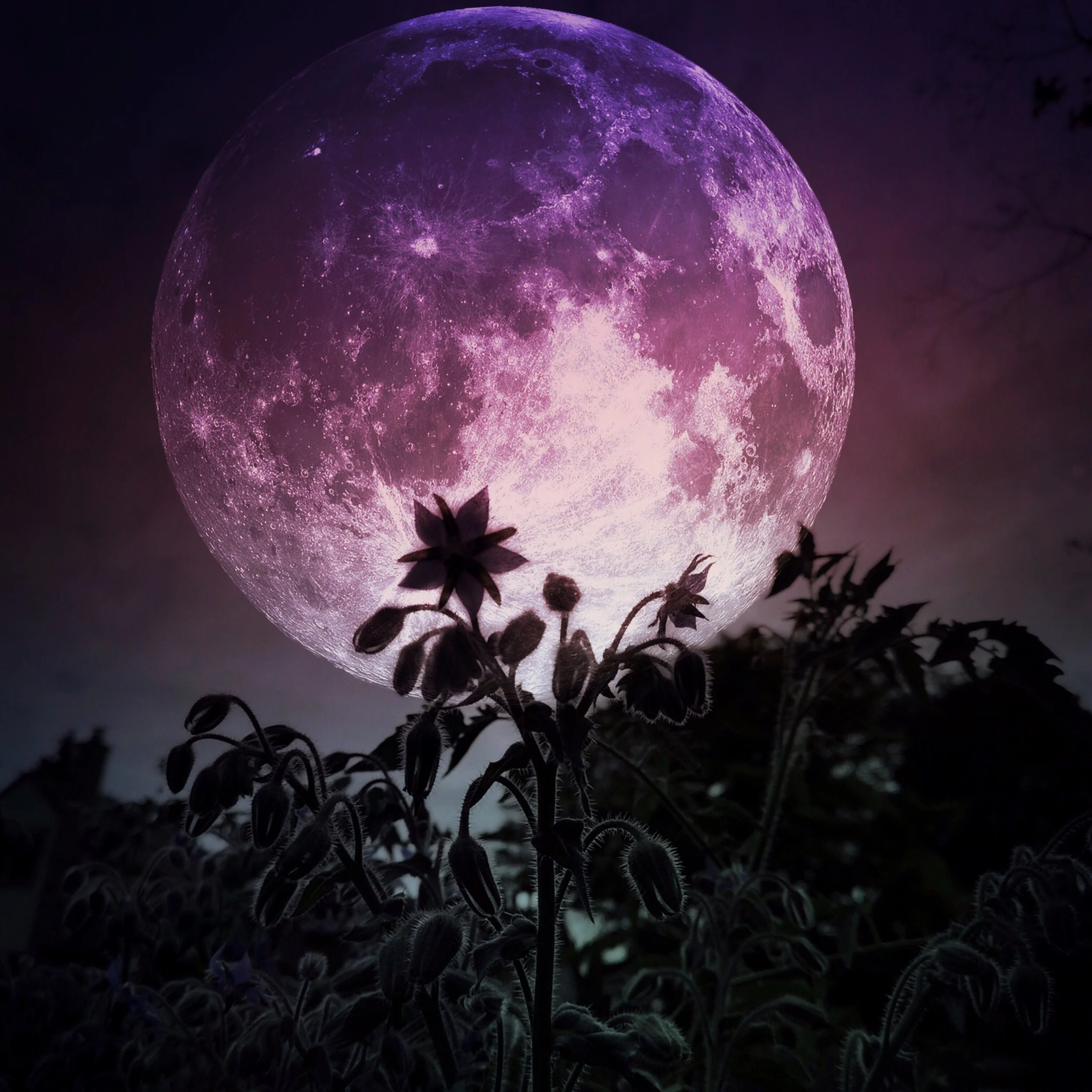 Growth in Darkness _ Jens Fine Art.JPG
