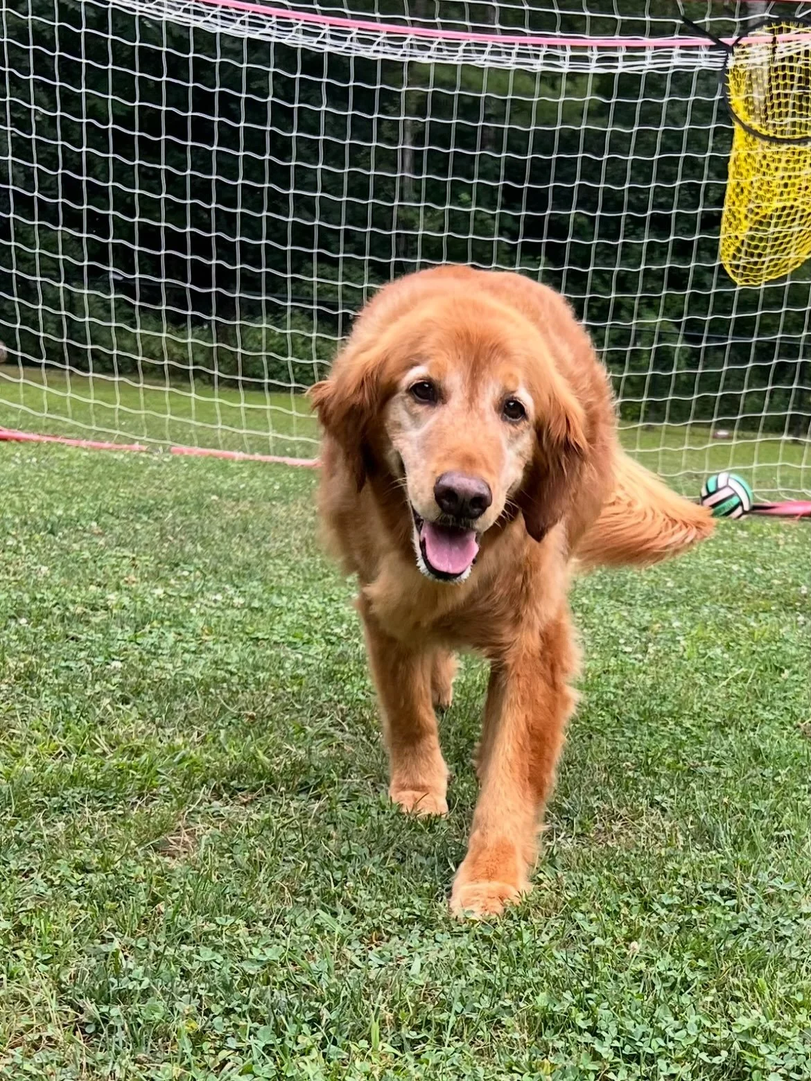 Our Golden boy, Oakley 💔🪽. He was the best for us. And I believe we were the best for him. A few days away from his 11th birthday just couldn&rsquo;t hide the cancer anymore, but still wagging his tail of course. My poor buddy - wish I knew and cou