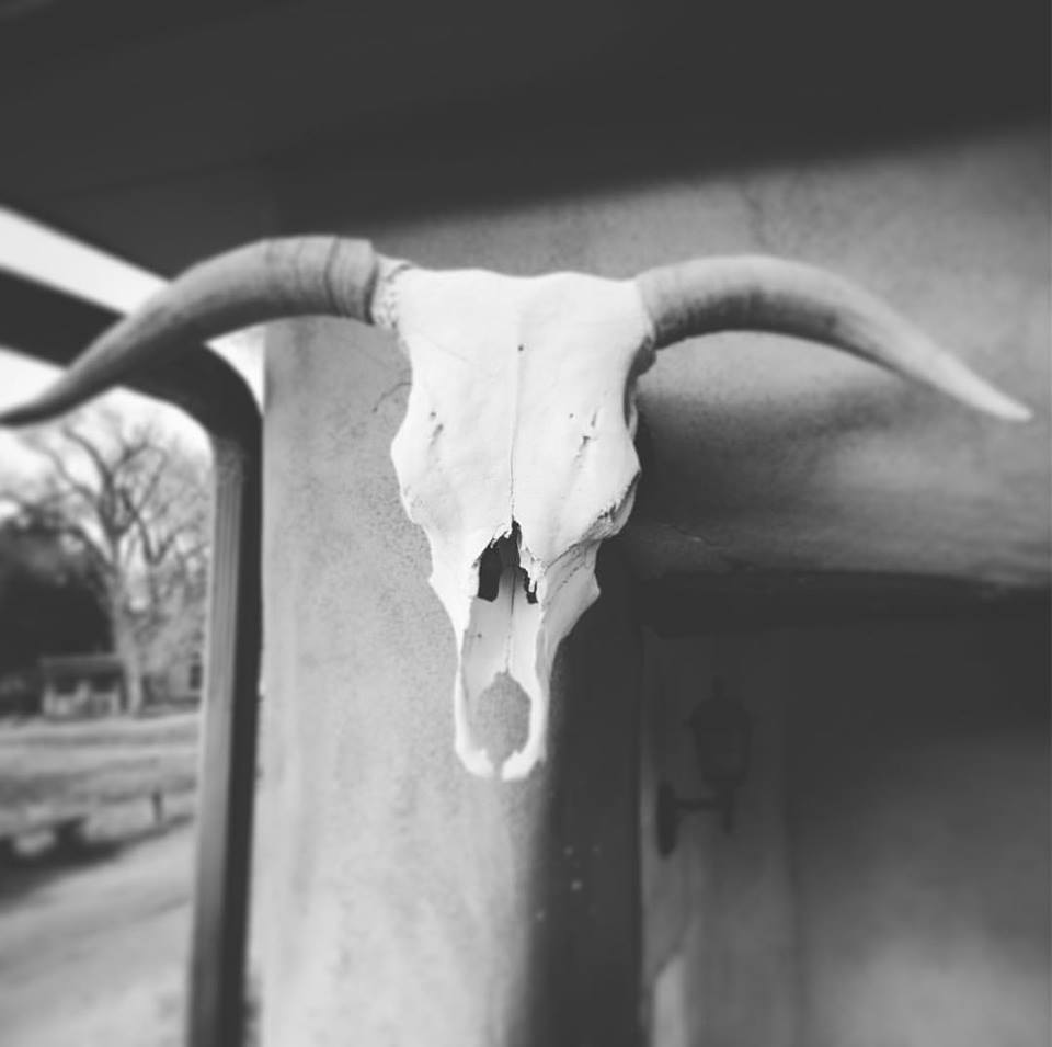 bull-skull.jpg