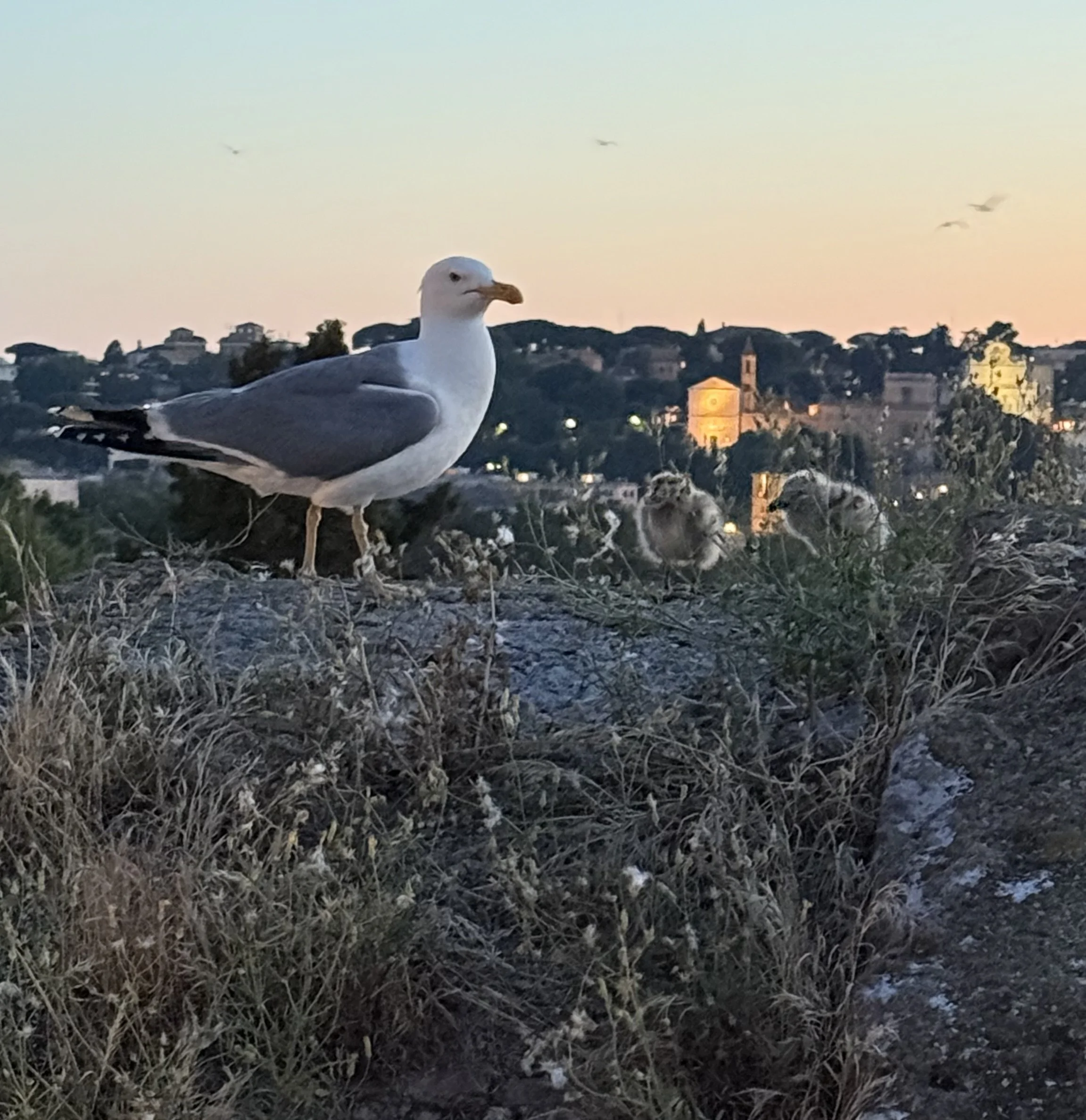 IMG_3322.jpeg