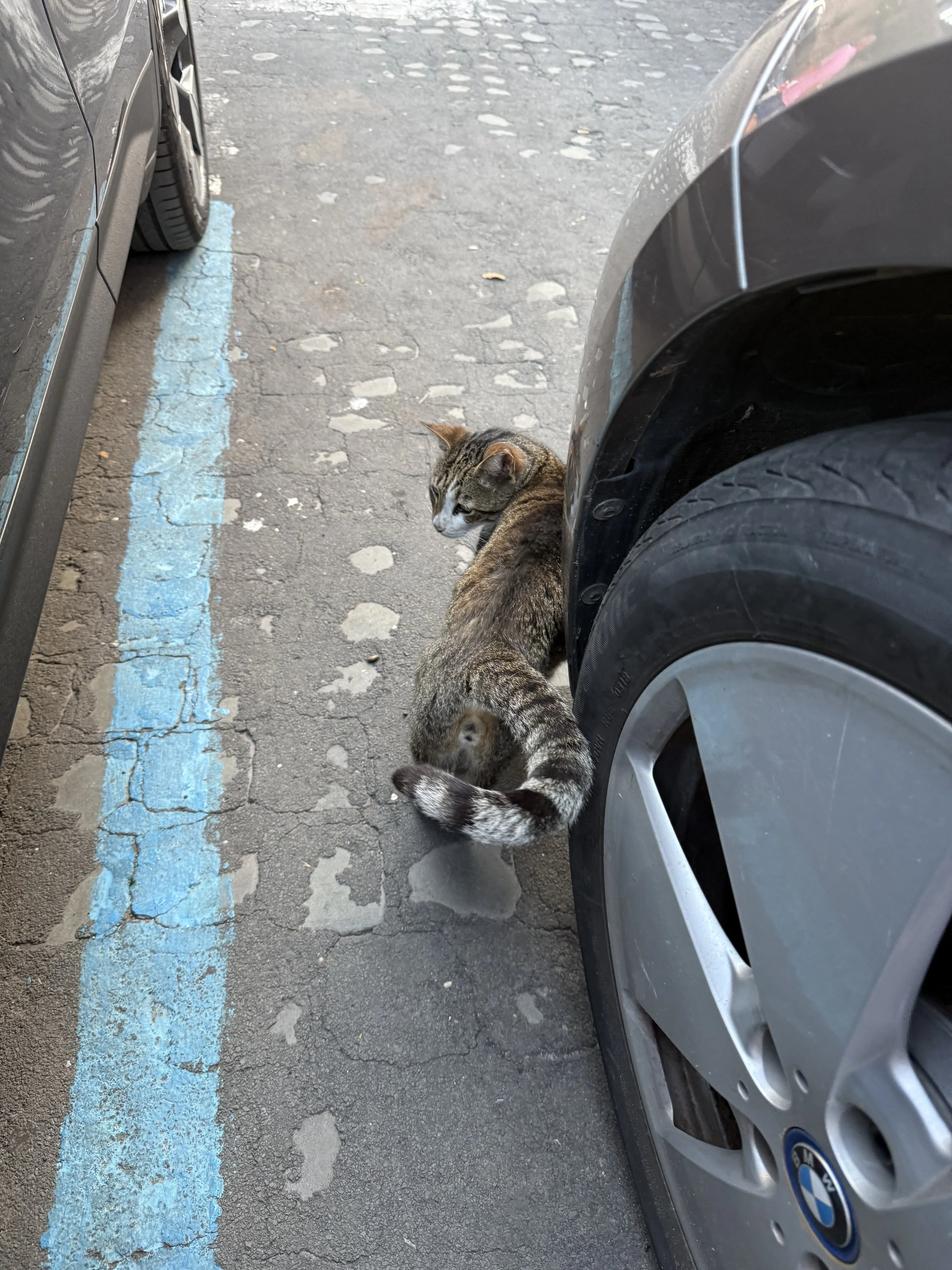 IMG_3566.jpeg