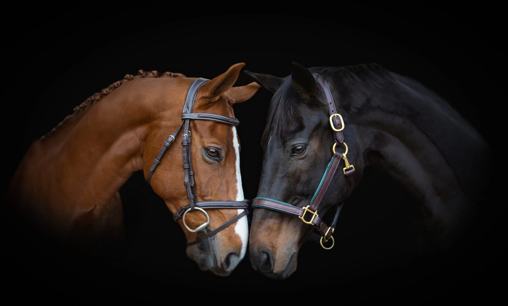 horses.jpg