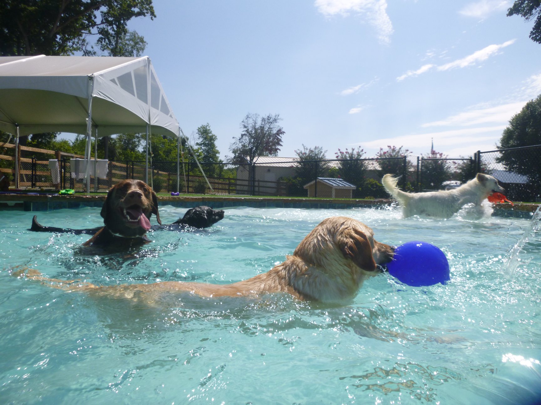 dog water pool