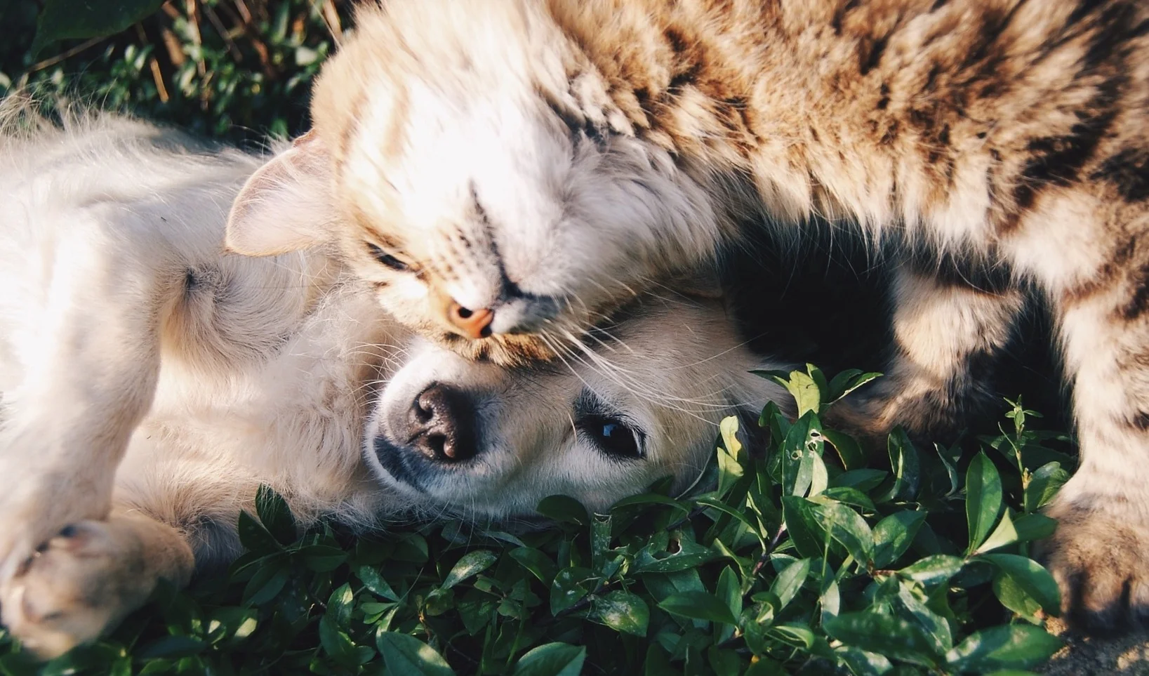 Best Friends Bed and Biscuit Pet Resort Dog Cat Boarding Kennel