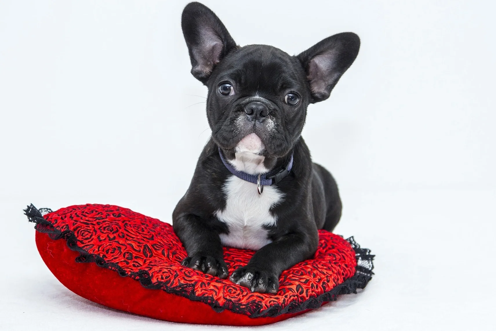 bulldog-1047518_1920.jpg
