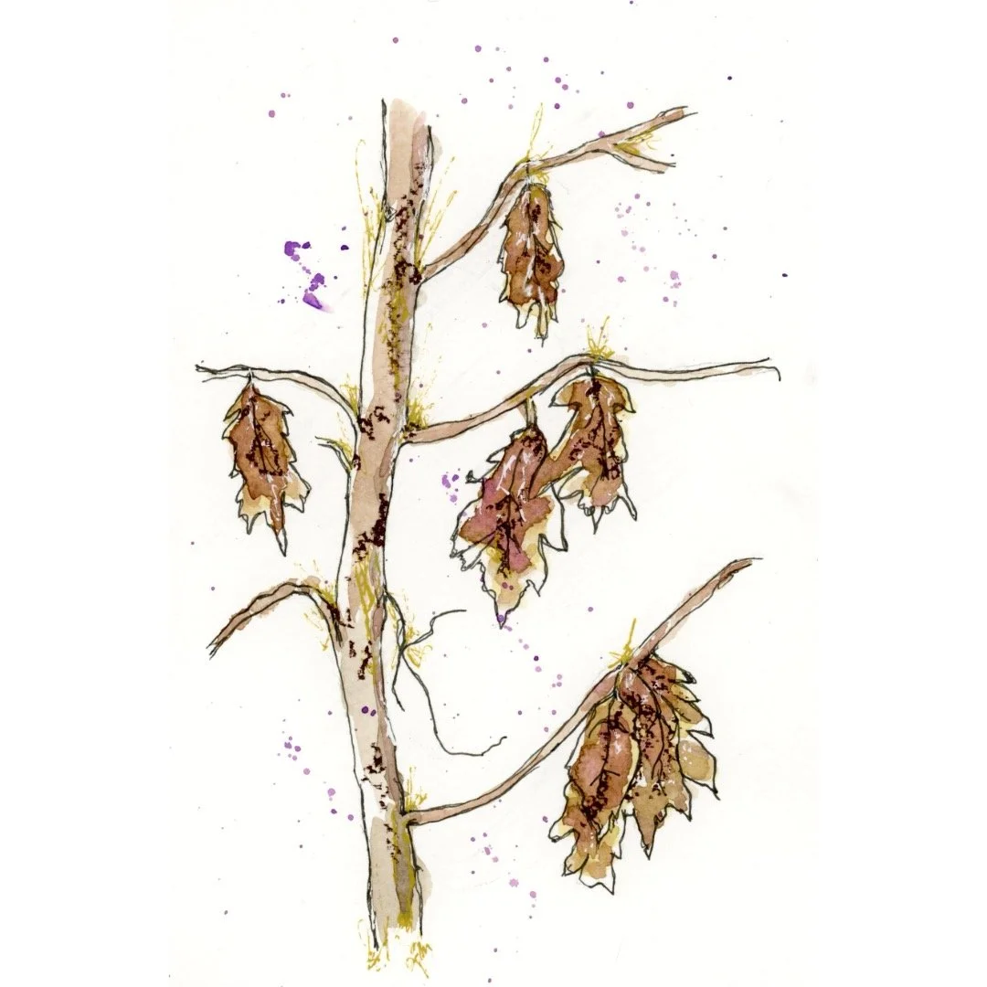Winter Oak Tree