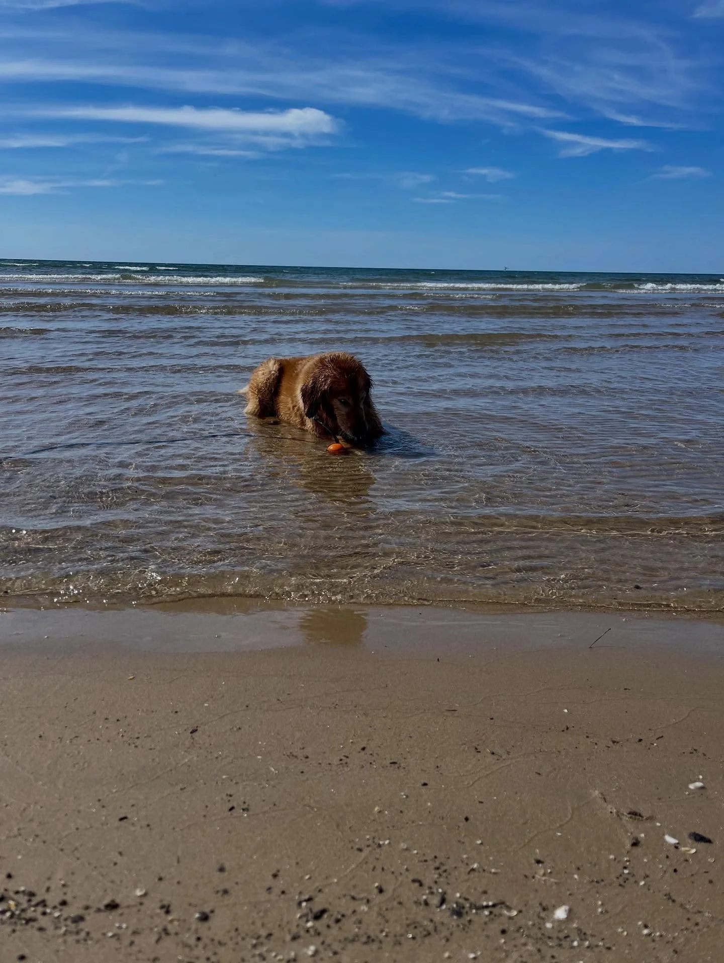 ❤️🐕☀️ #jazzy