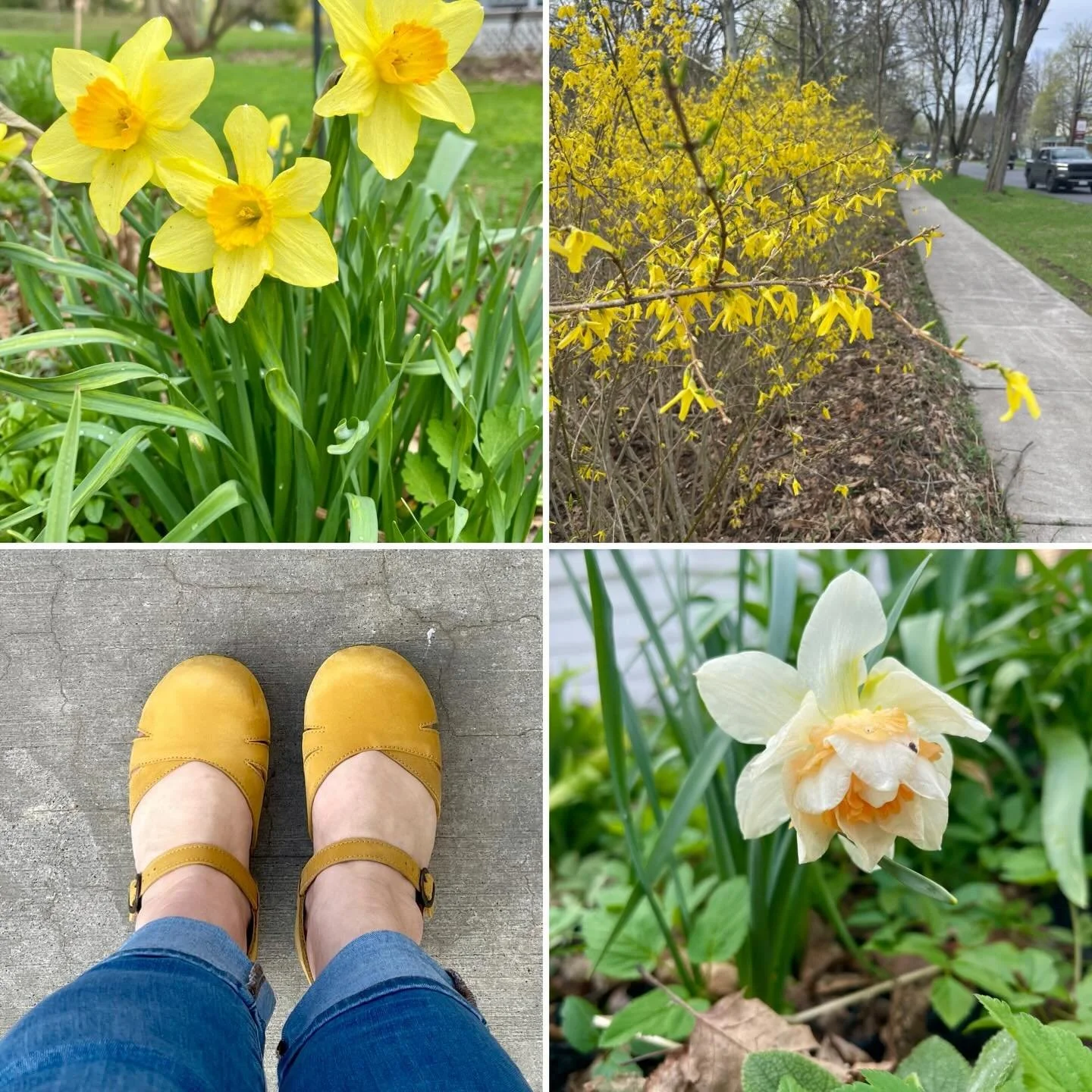 How optimistic and cheerful you are among spring greens and muddy paths.
You are hope.
You are sunshine.
You are yellow.
🟡

#poetry #micropoetry #poetsofinstagram #spring #daffodils