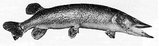 The NMEA Pike in 1986