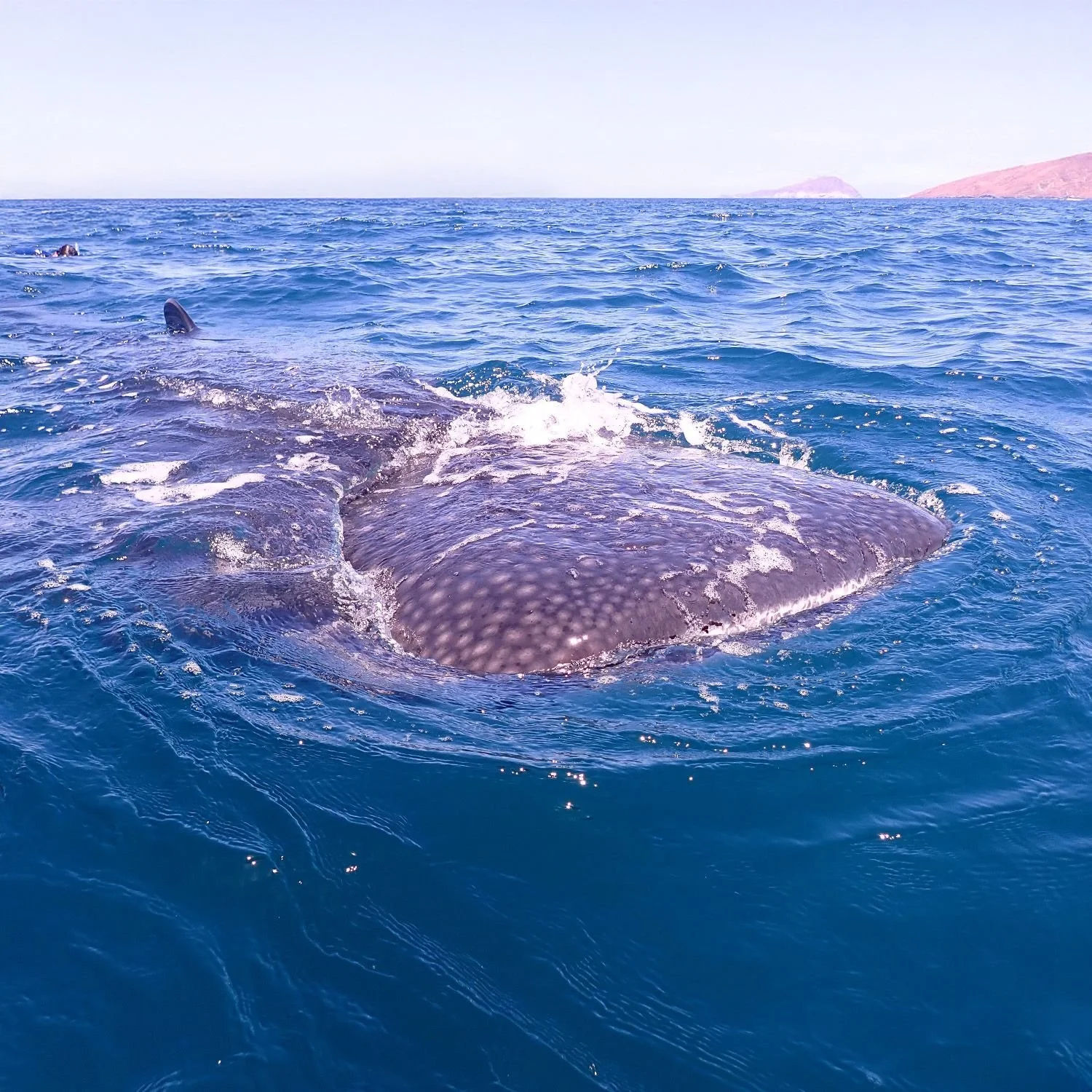 From Stars to Sea: NMEA Members Dive into Whale Shark Research in Baja