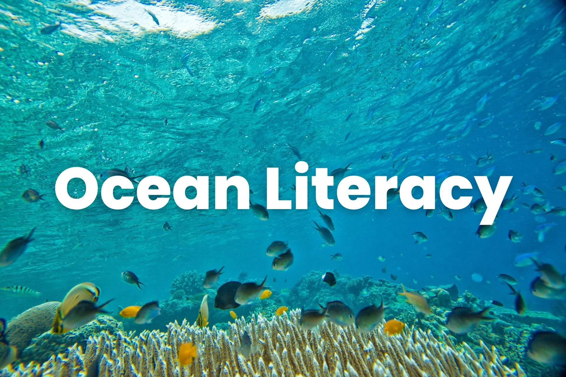 Ocean Literacy.jpg