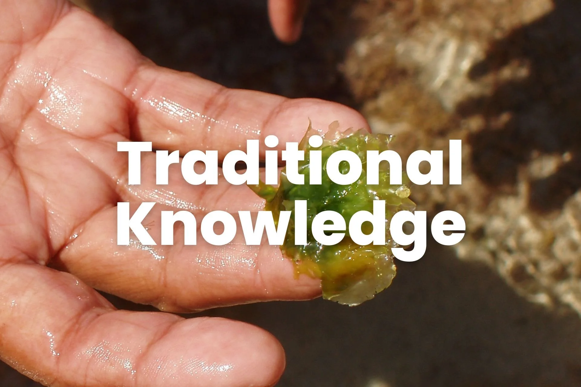 Traditional Knowledge.jpg