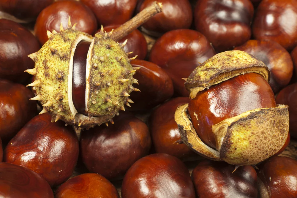 conkers.jpg