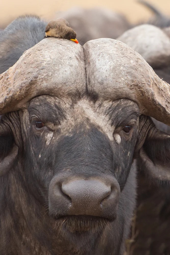 buffsymb.jpg