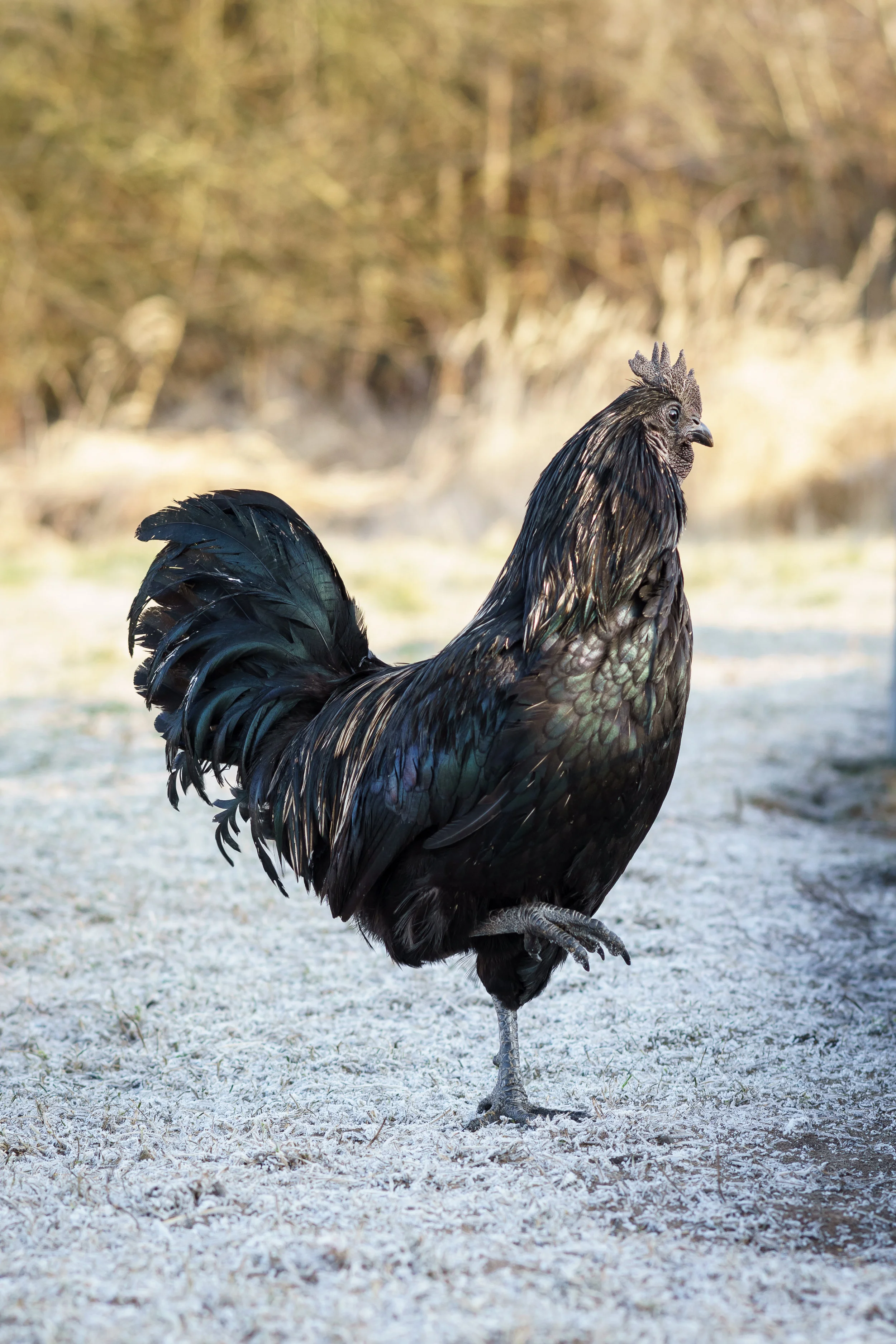 chook.jpg