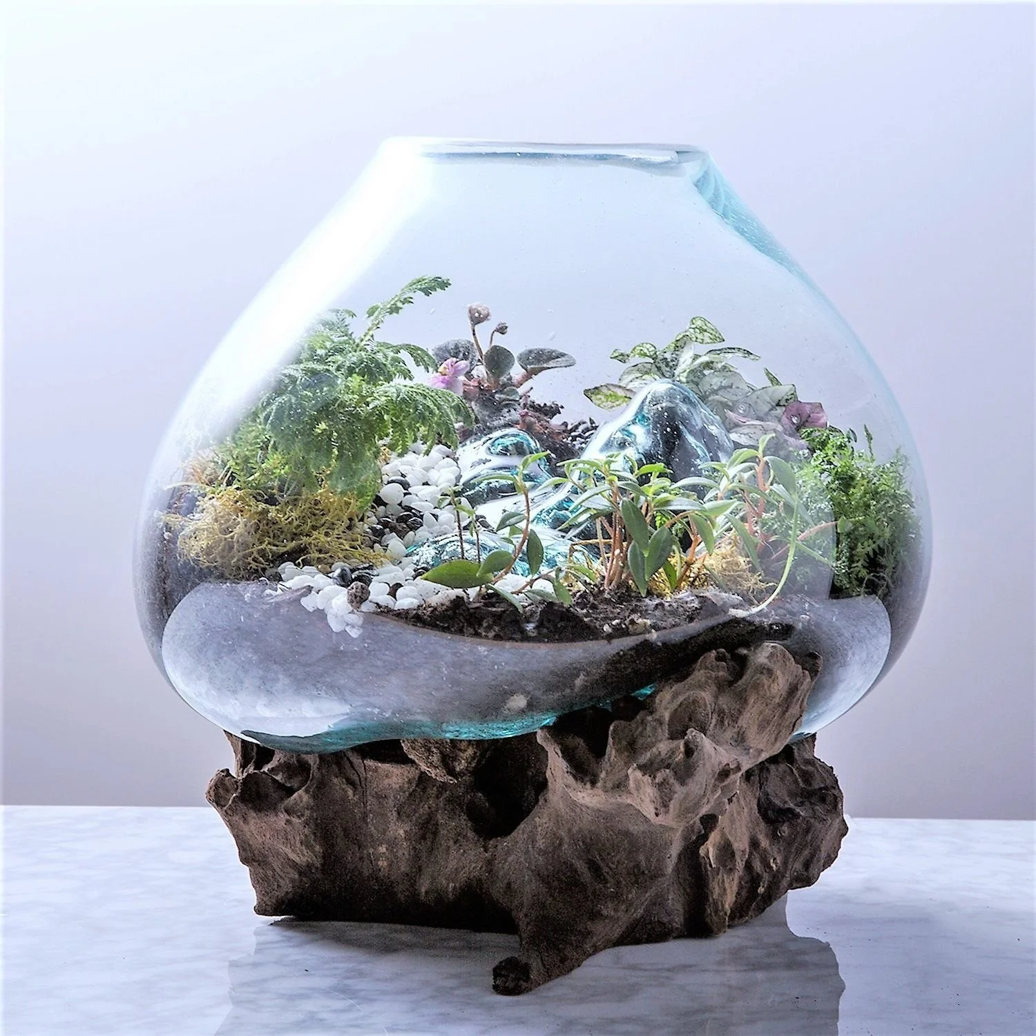 Medium Glass and Driftwood Terrarium