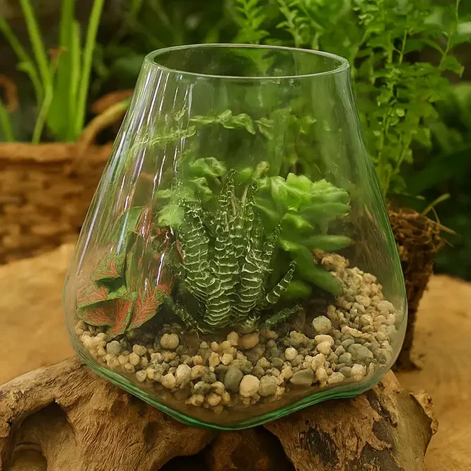 X-Small Glass & Driftwood Terrarium