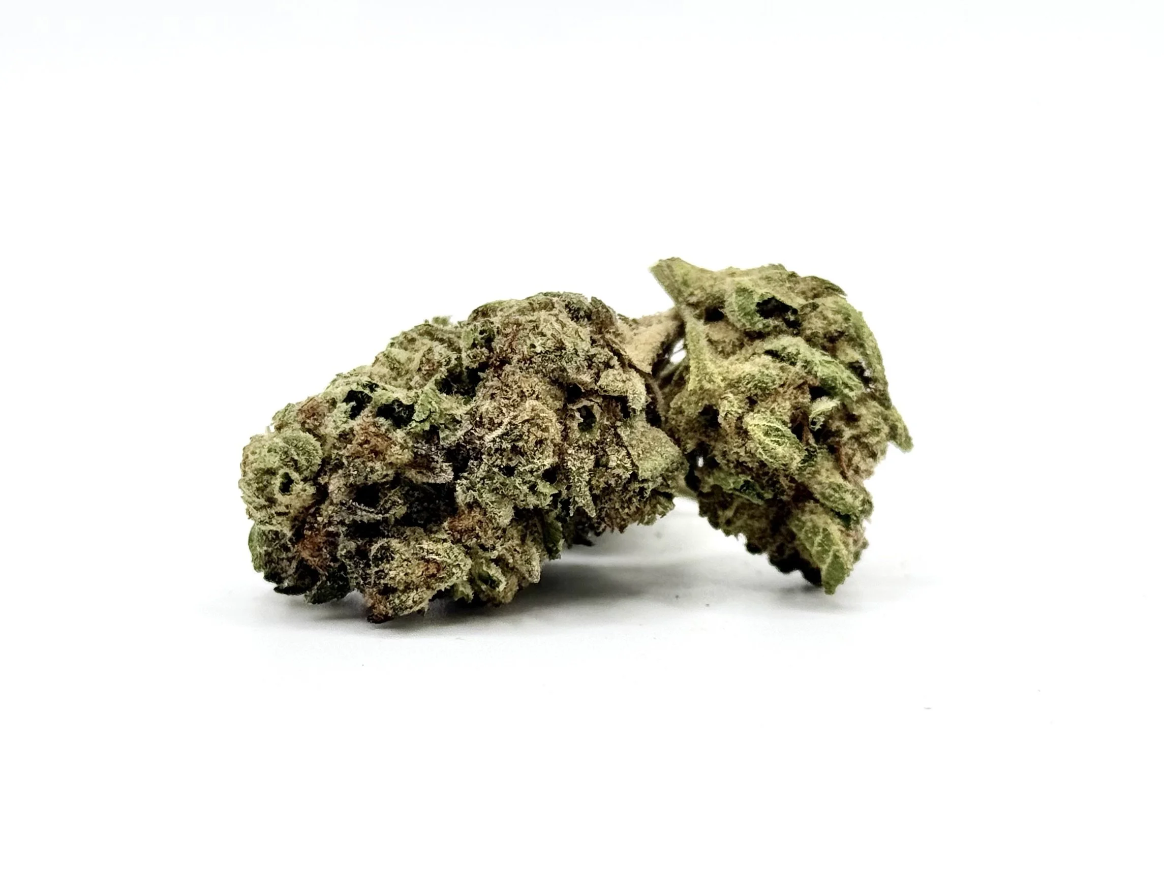Chocolatina Strain Information