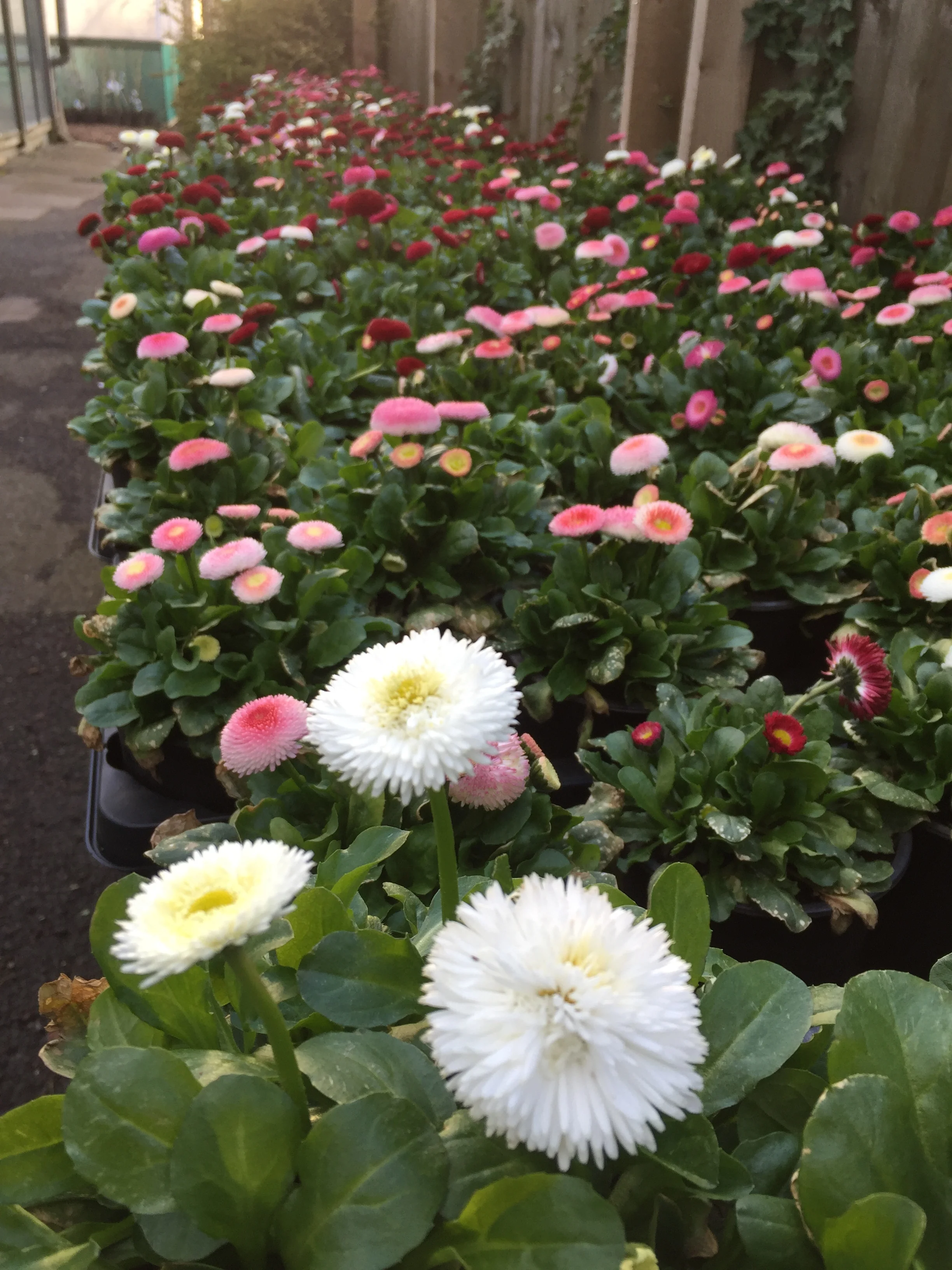 Garden Centre, plant nursery, bolton, flowers, bedding plants — Boscow