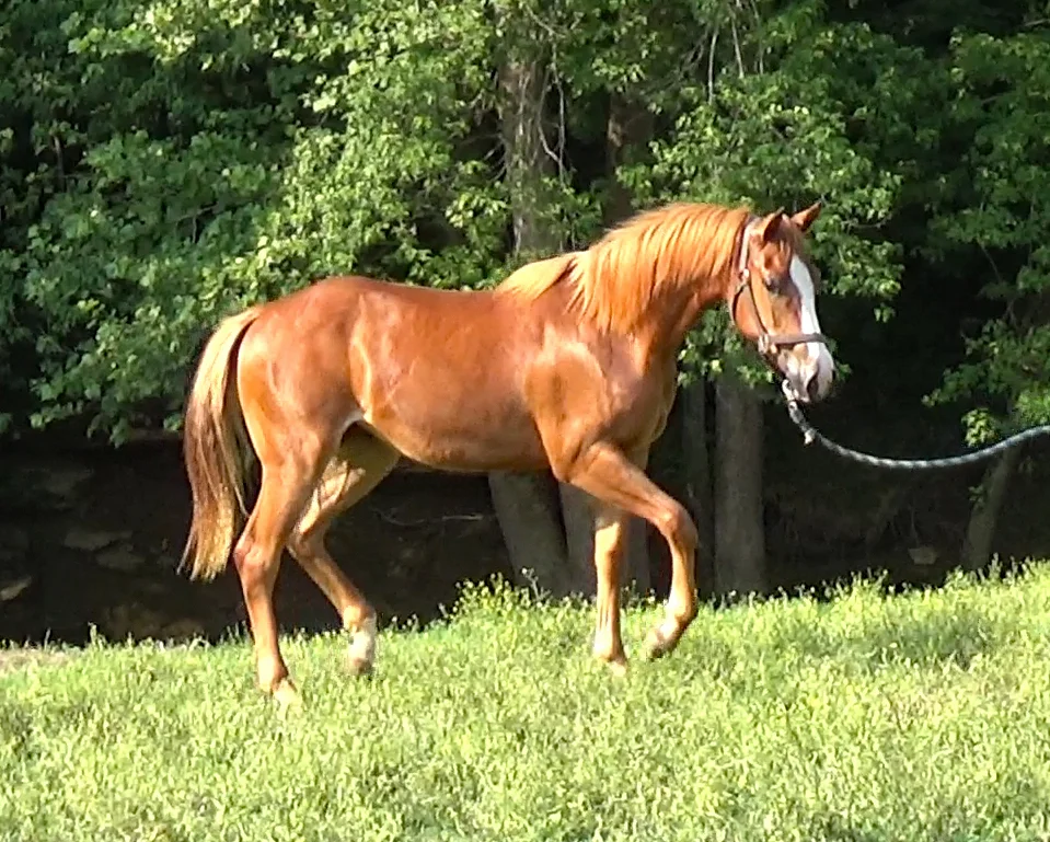 Sorrel filly (2).Movie_SnapshotA.jpg