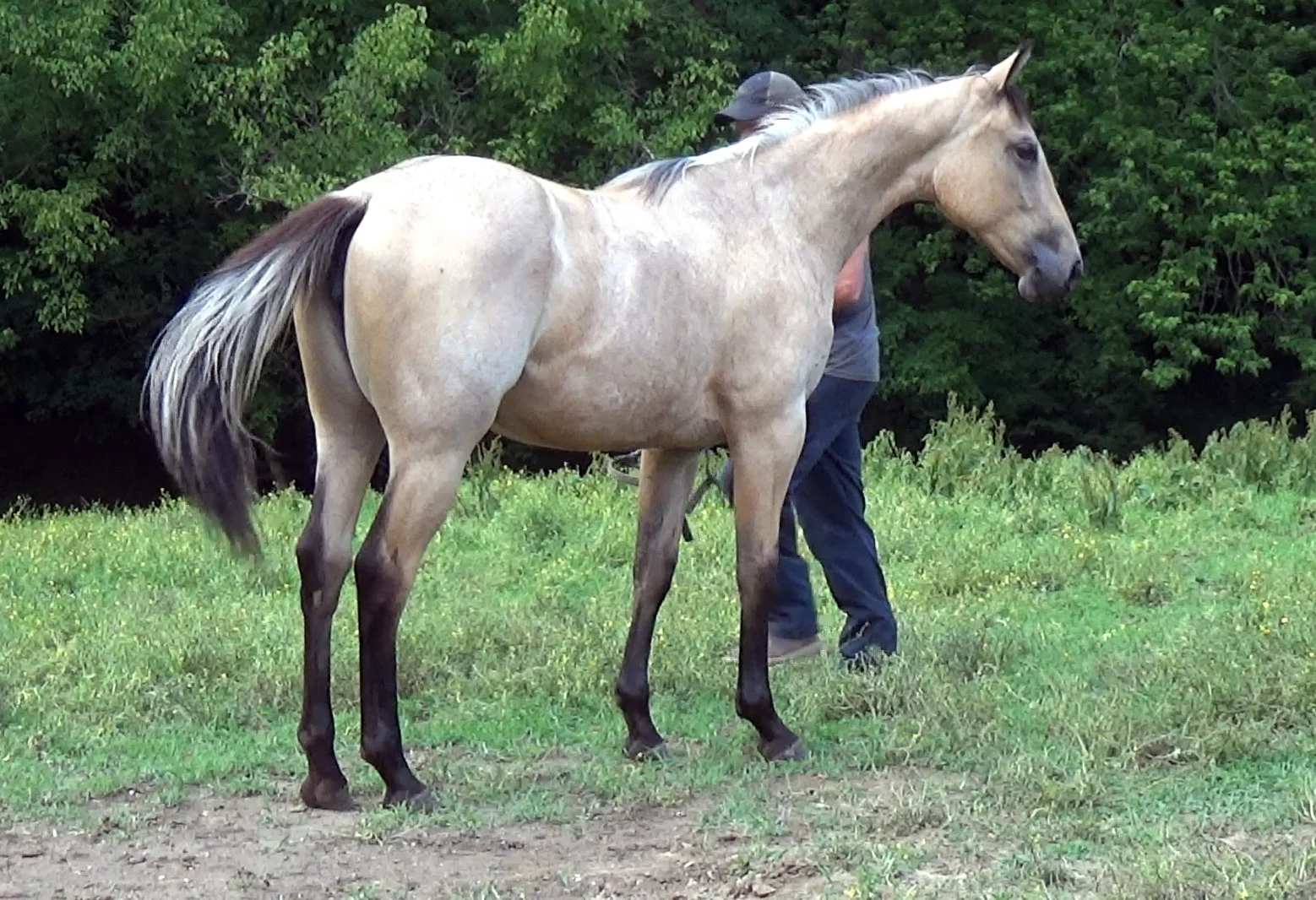 Buttermilk Buckskin Stallion