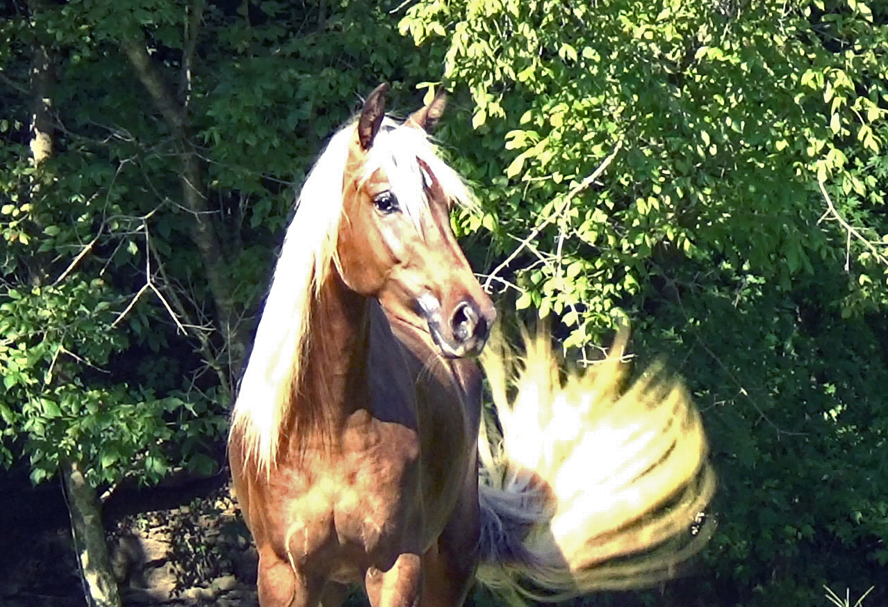 Chocolate with White Flaxen mane and tail filly. Reg Rocky Mountain ...