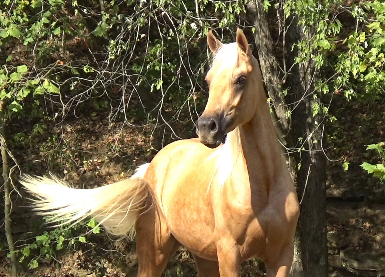 Palomino Arabian Horse