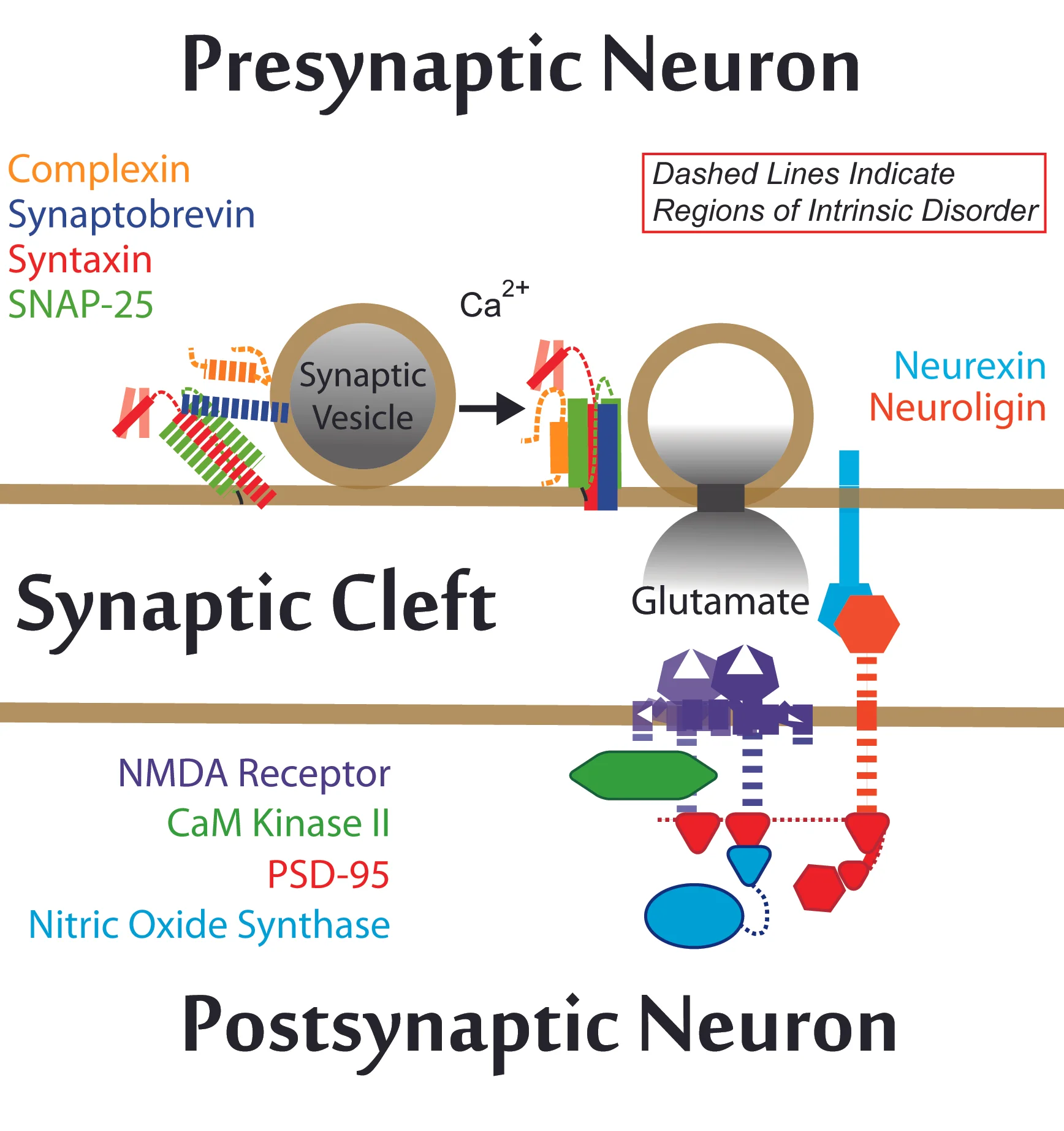 Scaffolds and the Physical Organization of the Synapse