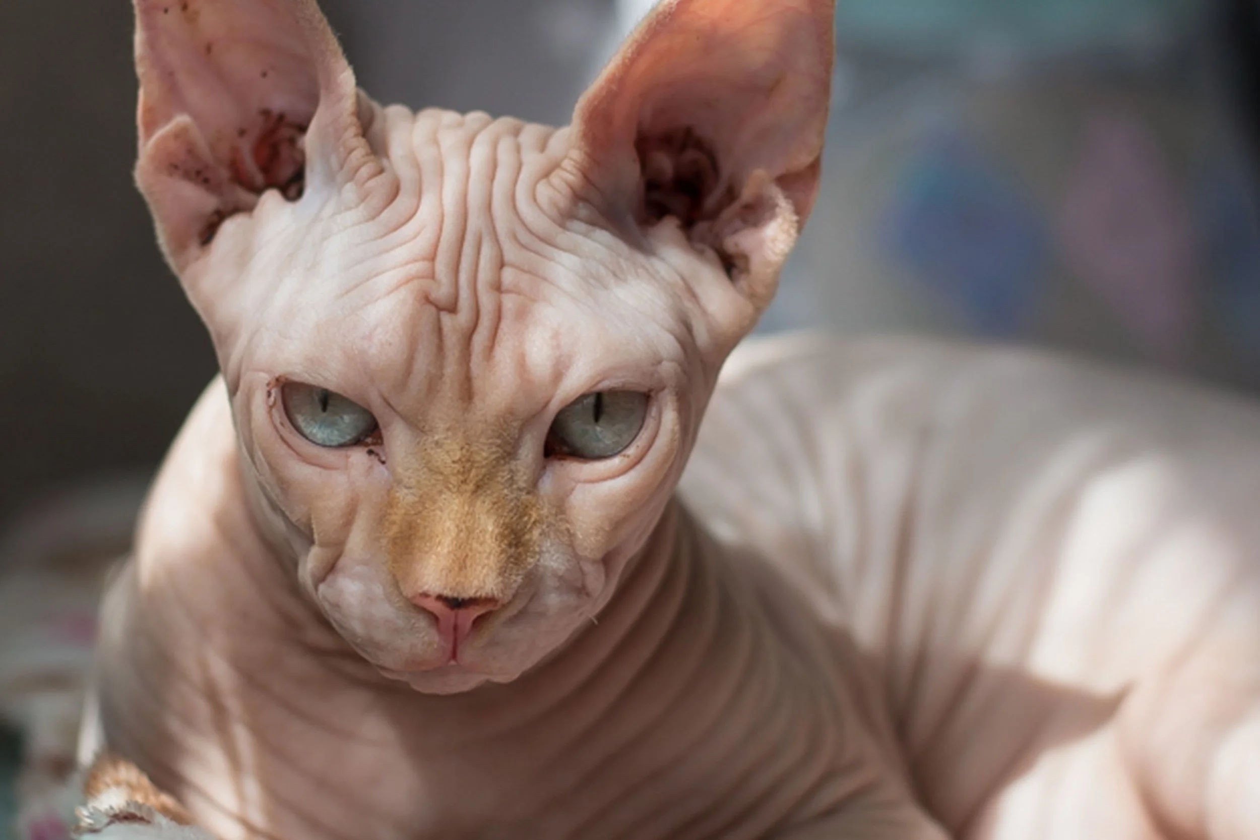 sphynx.jpg
