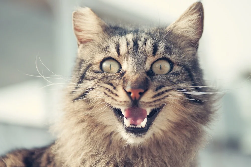 animal-animal-photography-blur-399647.jpg