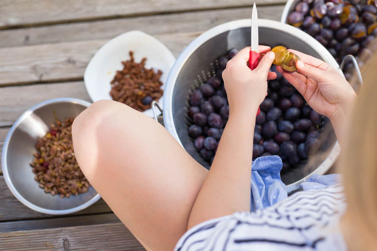 Removing pits from hand picked plums before making them into jam.