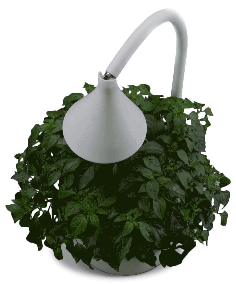 SproutsIO-Lamp-Turning-On-v3-with-mask.gif