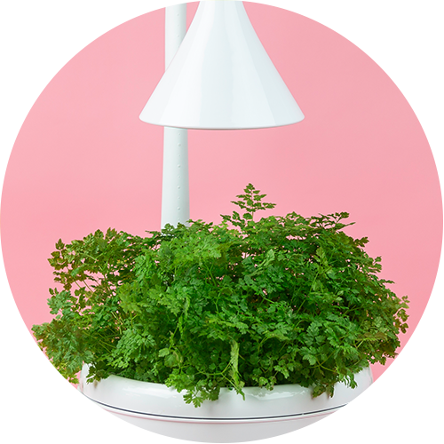 Questions_plant.png