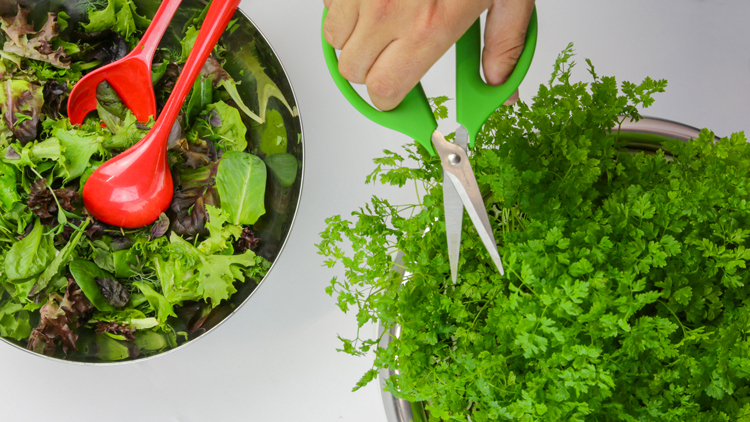 salad-header-(750).jpg