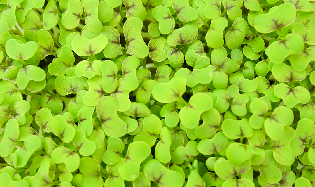 cotyledons.png