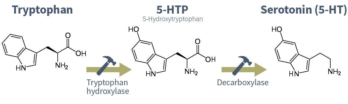 serotonin-tryptophan-5-ht-synthesis.png