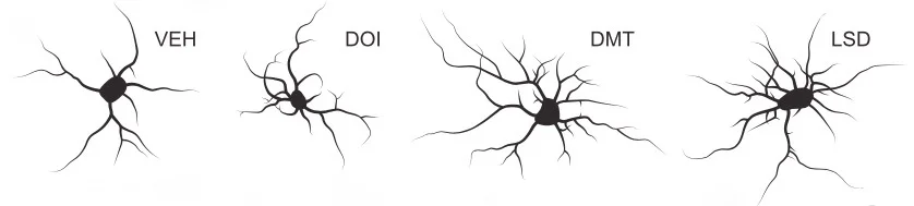 Representations of treated cortical neurons