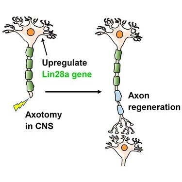 Promising findings for the future of spinal cord and optic nerve injury. Research finds that the RNA-binding protein, Lin28, can help central nervous system axons regenerate. Lin28 is claimed to be necessary and sufficient for supporting axon generat